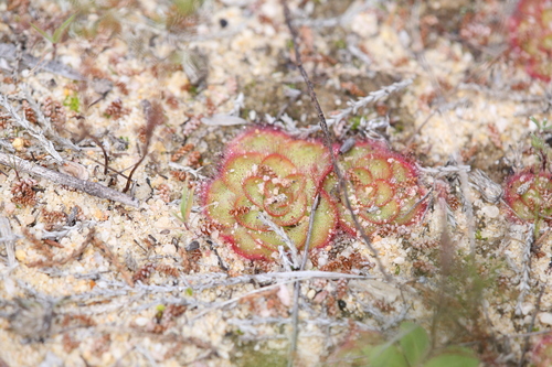 Image of Drosera zonaria by (c) Hugo Innes, some rights reserved (CC BY)