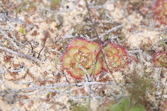 Drosera zonaria