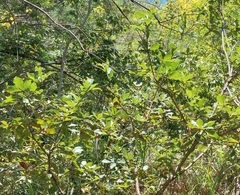 Quercus serrata brevipetiolata