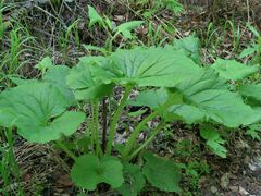 Ligularia sachalinensis