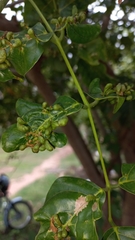 Aceria pongamiae