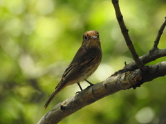 Muscicapa williamsoni