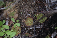Drosera zonaria