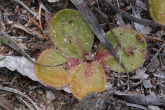 Drosera magna