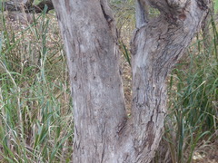 Eucalyptus longifolia