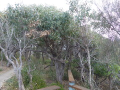 Eucalyptus longifolia