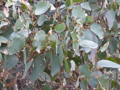 Eucalyptus longifolia