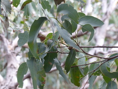 Eucalyptus longifolia