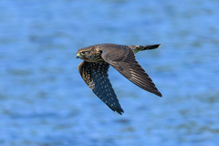Falco columbarius suckleyi