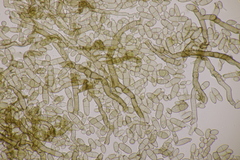Cladosporium epichloes