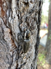 Chalcolepidius approximatus