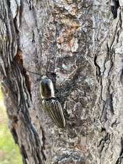 Chalcolepidius approximatus