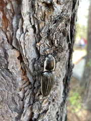 Chalcolepidius approximatus