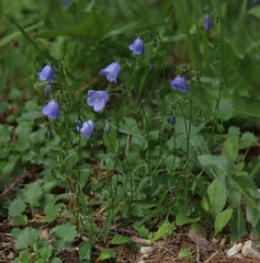 Campanula cochleariifolia