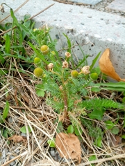 Matricaria discoidea
