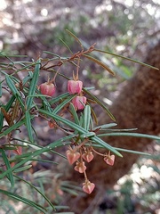 Lasiopetalum rufum