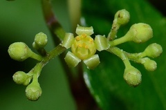 Ampelopsis glandulosa heterophylla