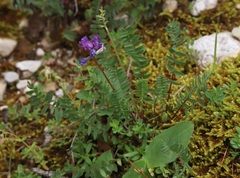 Oxytropis montana