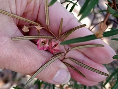 Lasiopetalum rufum