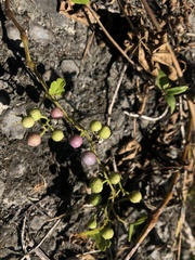 Ampelopsis glandulosa heterophylla