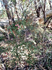 Lasiopetalum rufum