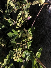 Ampelopsis glandulosa heterophylla