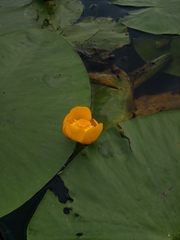 Nuphar lutea