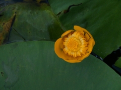 Nuphar lutea