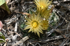 Escobaria missouriensis missouriensis