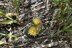 Escobaria missouriensis missouriensis