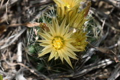 Escobaria missouriensis missouriensis