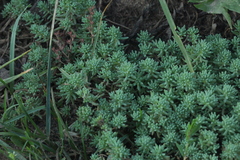 Sedum pallidum