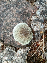 Protoparmeliopsis muralis