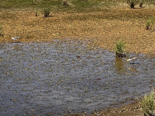 Northern Masked Lapwing