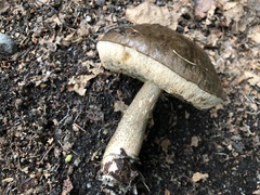 Leccinum alaskanum