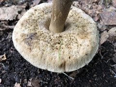 Leccinum alaskanum