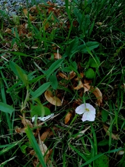 Convolvulus arvensis