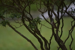 Passer montanus malaccensis