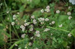 Dorycnium