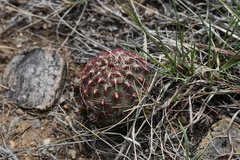 Echinocereus viridiflorus viridiflorus