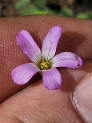 Oxalis alpina