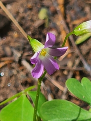 Oxalis alpina