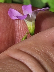 Oxalis alpina