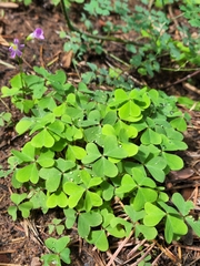 Oxalis alpina