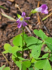 Oxalis alpina