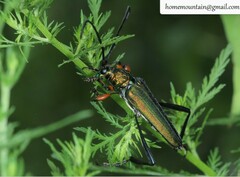 Schwarzerium provostii