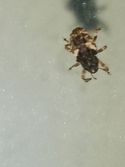 Cryptorhynchus fuscatus