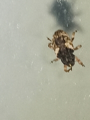 Cryptorhynchus fuscatus