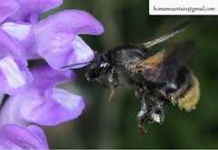 Bombus koreanus