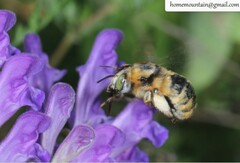Anthophora deserticola